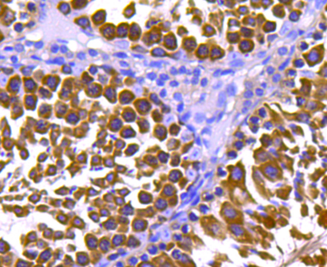 HSP90 alpha Antibody in Immunohistochemistry (Paraffin) (IHC (P))