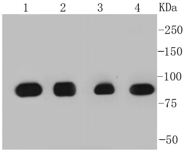 HSP90 alpha Antibody in Western Blot (WB)