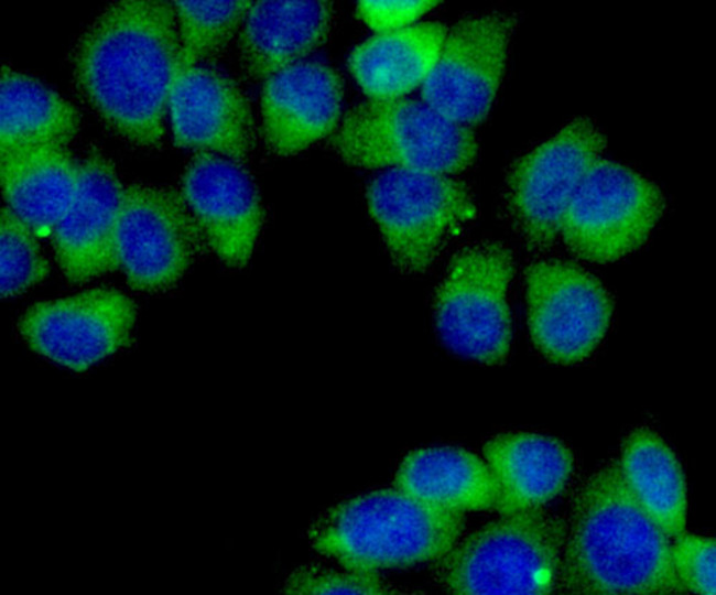 MCL-1 Antibody in Immunocytochemistry (ICC/IF)