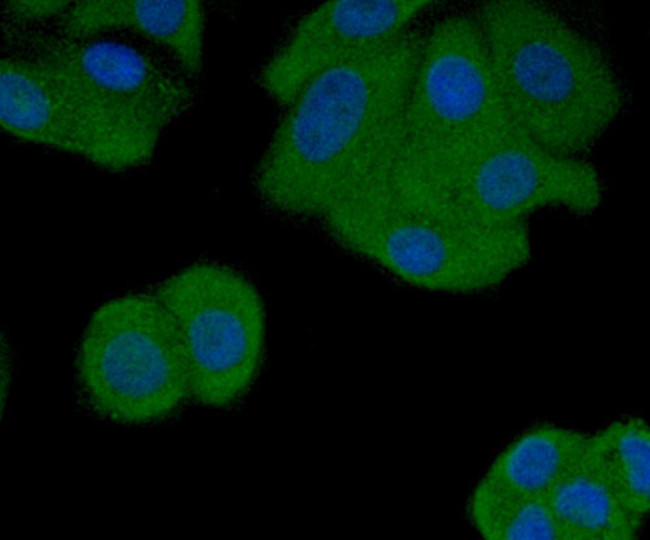 MCL-1 Antibody in Immunocytochemistry (ICC/IF)