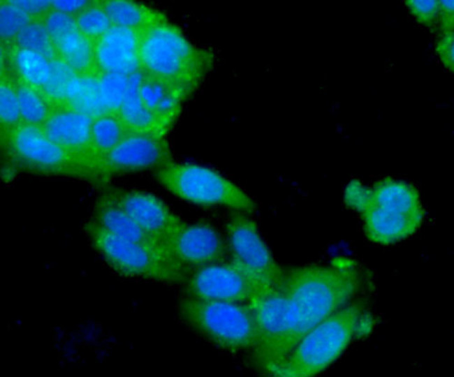 MCL-1 Antibody in Immunocytochemistry (ICC/IF)