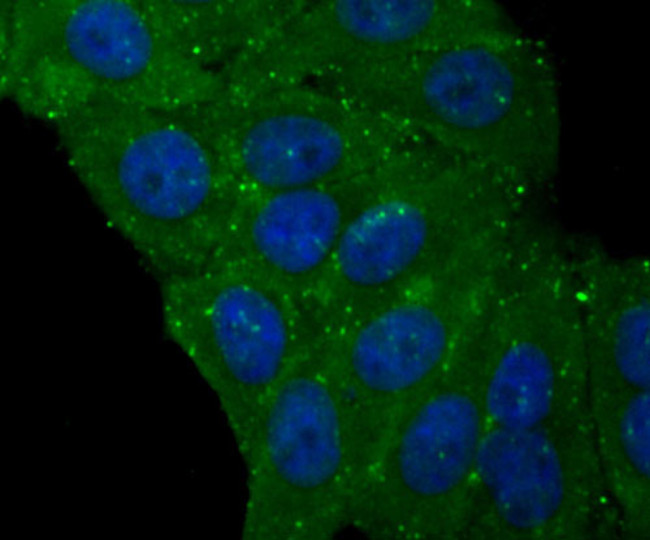 Caspase 1 Antibody in Immunocytochemistry (ICC/IF)