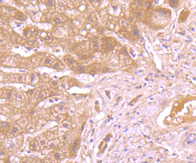 Caspase 1 Antibody in Immunohistochemistry (Paraffin) (IHC (P))