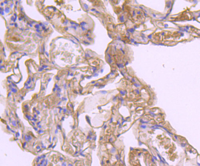 Caspase 1 Antibody in Immunohistochemistry (Paraffin) (IHC (P))