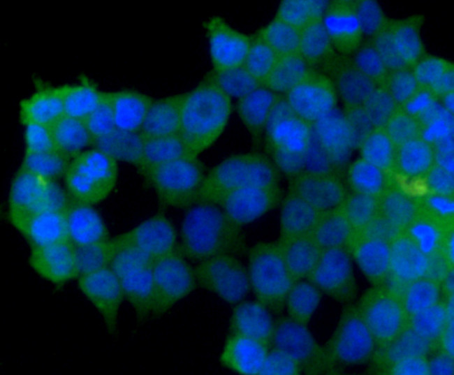 Beclin 1 Antibody in Immunocytochemistry (ICC/IF)