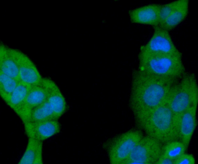 Beclin 1 Antibody in Immunocytochemistry (ICC/IF)