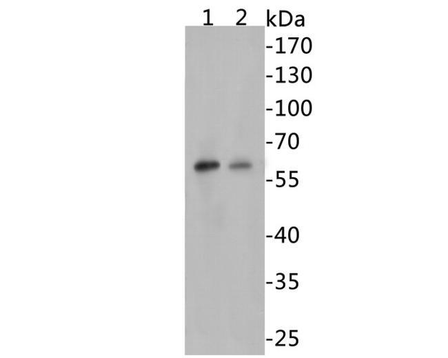 Beclin 1 Antibody in Western Blot (WB)