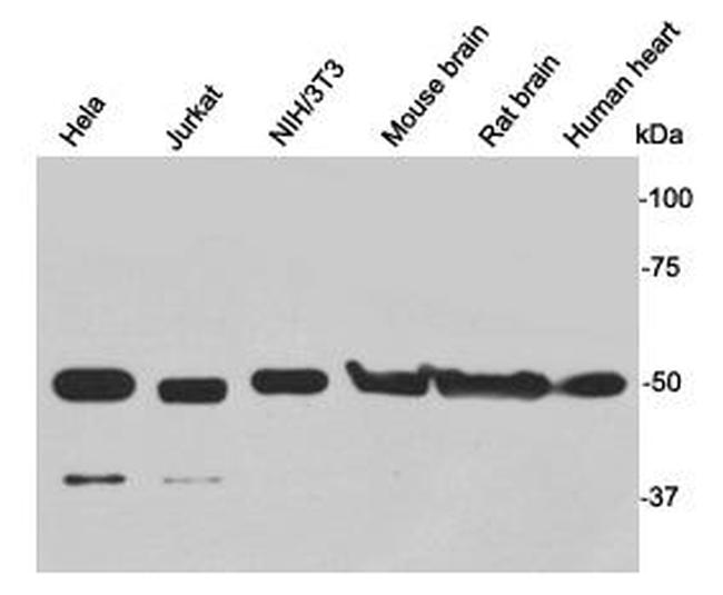 gamma Tubulin Antibody in Western Blot (WB)