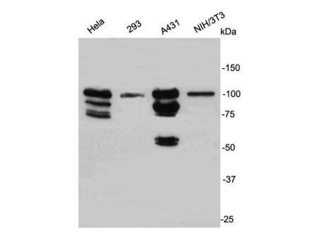 STAT1 Antibody in Western Blot (WB)