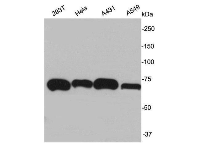 Ku70 Antibody in Western Blot (WB)