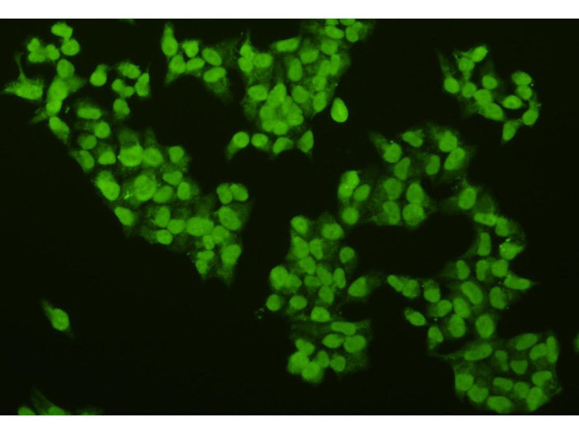 CREB Antibody in Immunocytochemistry (ICC/IF)