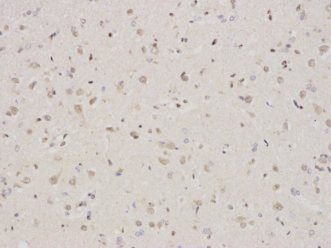 CREB Antibody in Immunohistochemistry (Paraffin) (IHC (P))