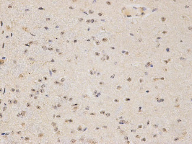 CREB Antibody in Immunohistochemistry (Paraffin) (IHC (P))