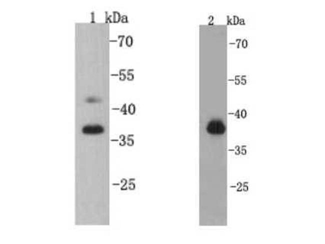 CREB Antibody in Western Blot (WB)