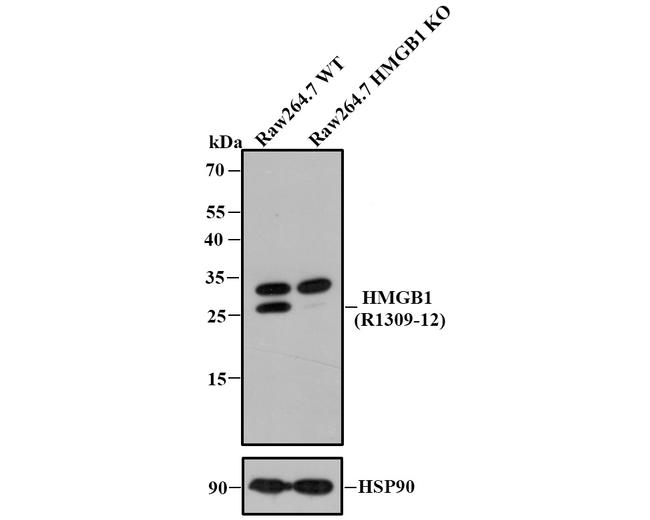 HMGB1 Antibody in Western Blot (WB)