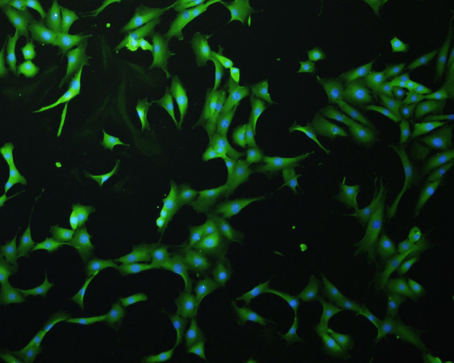 JNK1 Antibody in Immunocytochemistry (ICC/IF)