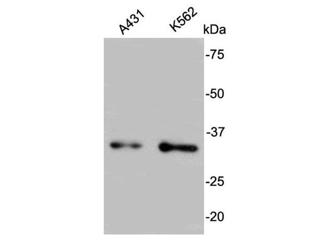 BCL-X Antibody in Western Blot (WB)