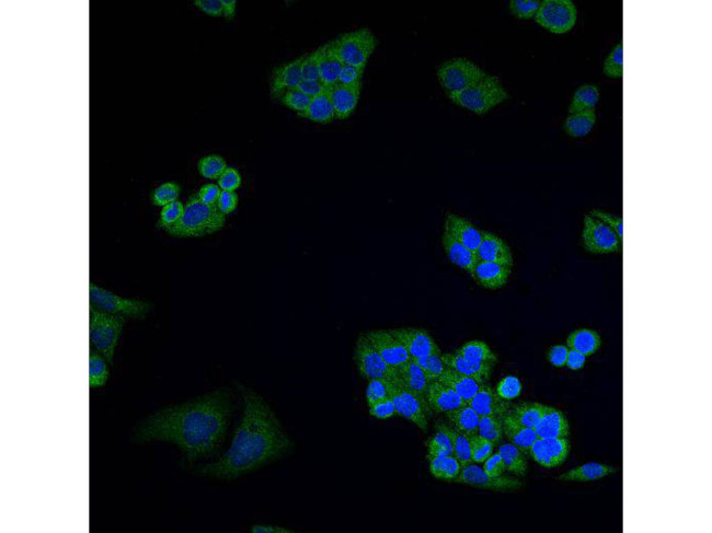 VDAC Antibody in Immunocytochemistry (ICC/IF)