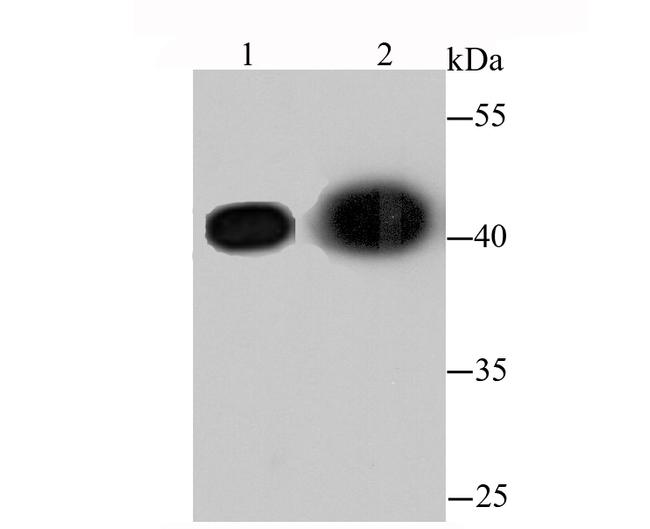 beta Actin Antibody in Western Blot (WB)