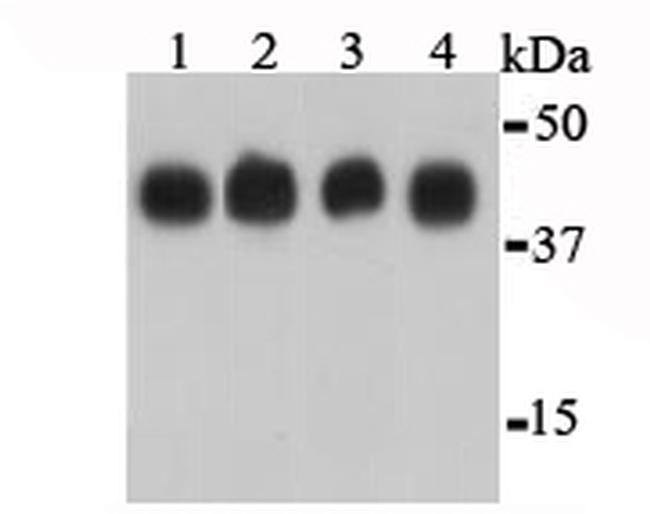 beta Actin Antibody in Western Blot (WB)