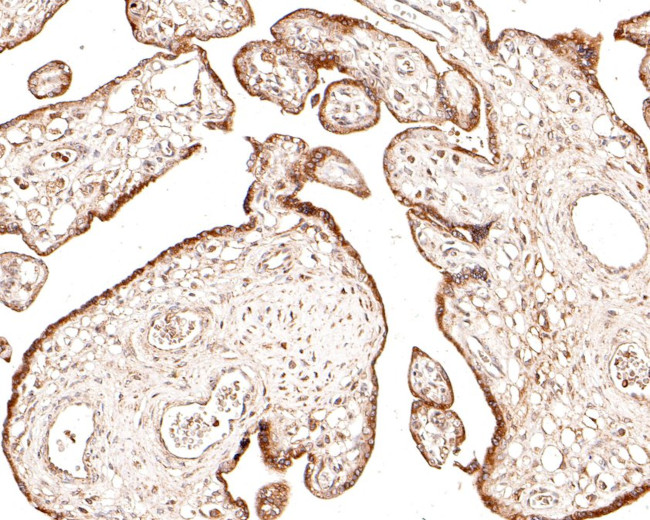 Sigma-1 Receptor Antibody in Immunohistochemistry (Paraffin) (IHC (P))