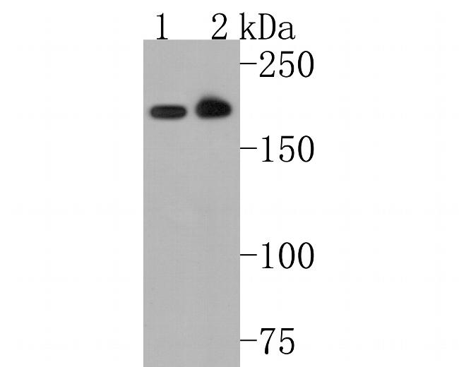Clathrin Heavy Chain Antibody in Western Blot (WB)