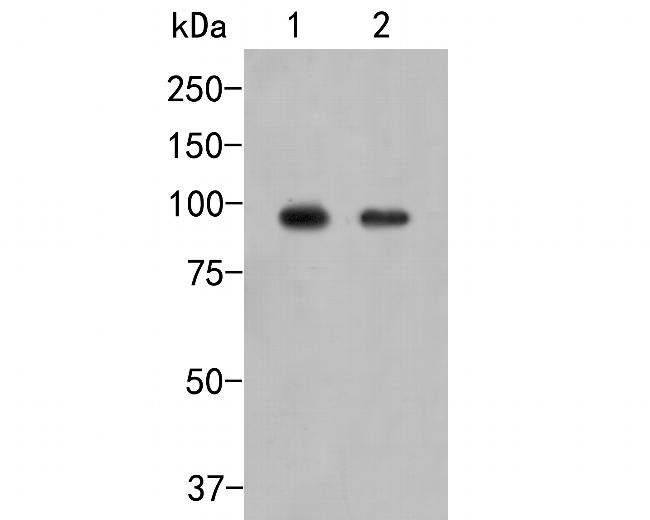 SLC15A1 Antibody in Western Blot (WB)