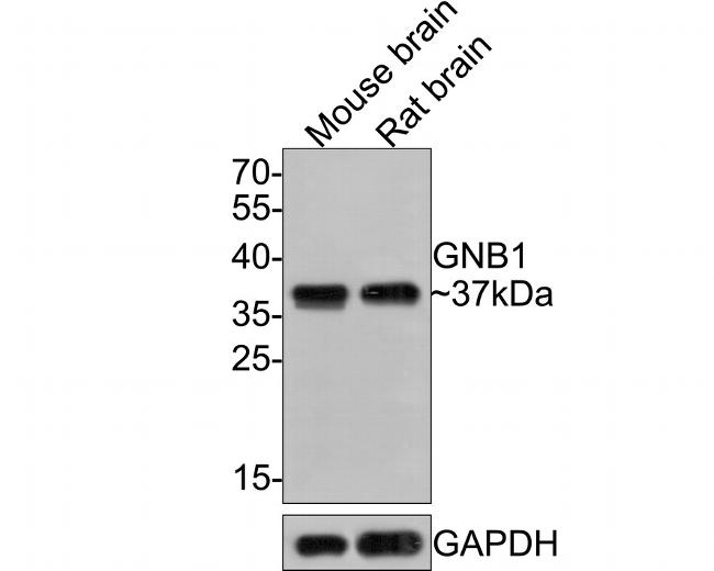 GNB1 Antibody in Western Blot (WB)