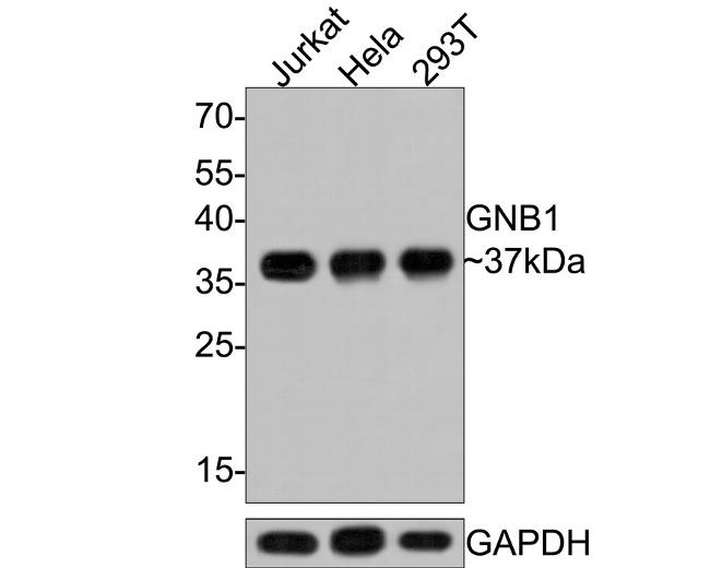 GNB1 Antibody in Western Blot (WB)