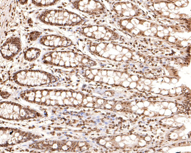 SOX3 Antibody in Immunohistochemistry (Paraffin) (IHC (P))