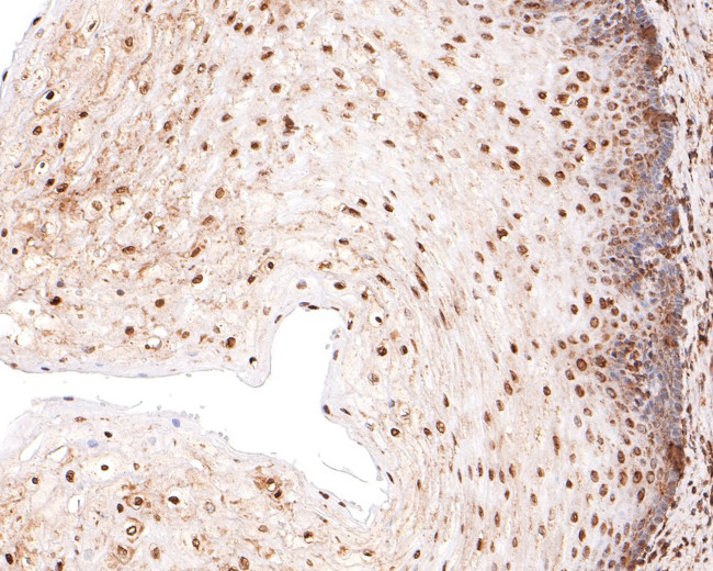 SOX3 Antibody in Immunohistochemistry (Paraffin) (IHC (P))