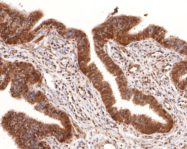 SOX3 Antibody in Immunohistochemistry (Paraffin) (IHC (P))