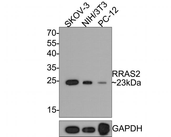 RRAS2 Antibody in Western Blot (WB)