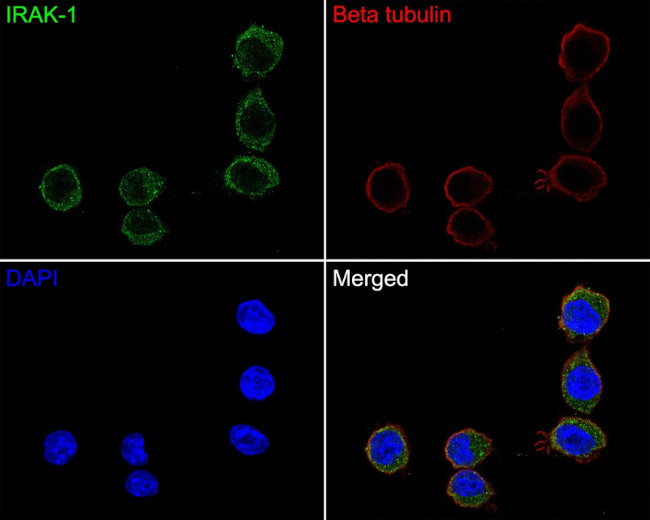 IRAK1 Antibody in Immunocytochemistry (ICC/IF)