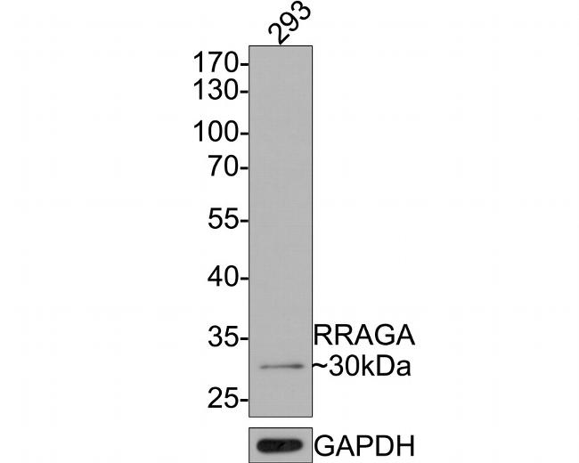 RRAGA Antibody in Western Blot (WB)