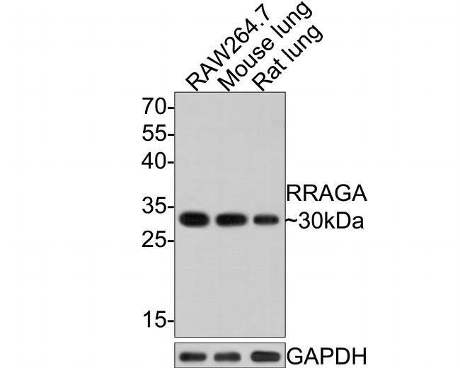 RRAGA Antibody in Western Blot (WB)