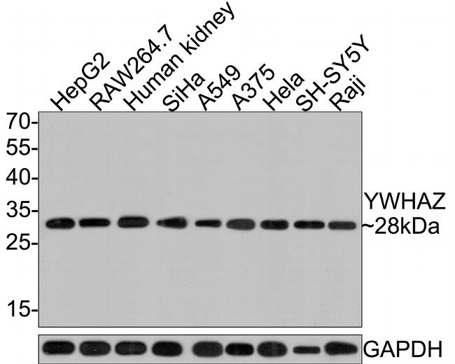 14-3-3 zeta Antibody in Western Blot (WB)