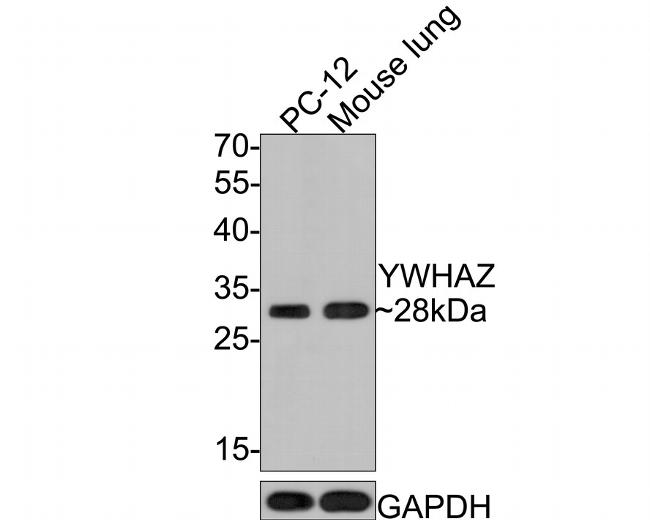 14-3-3 zeta Antibody in Western Blot (WB)