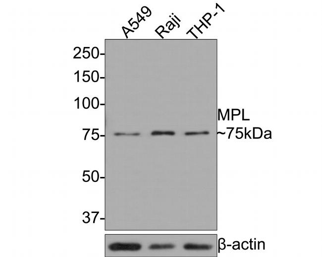 c-Mpl Antibody in Western Blot (WB)