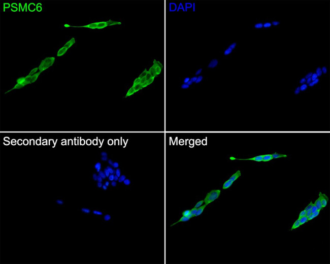 PSMC6 Antibody in Immunocytochemistry (ICC/IF)