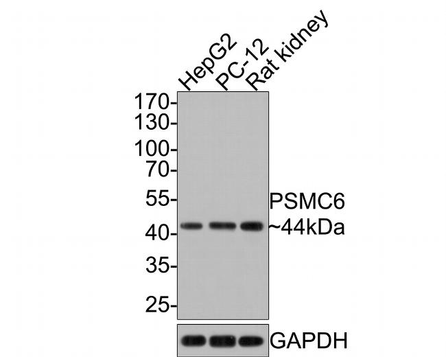 PSMC6 Antibody in Western Blot (WB)