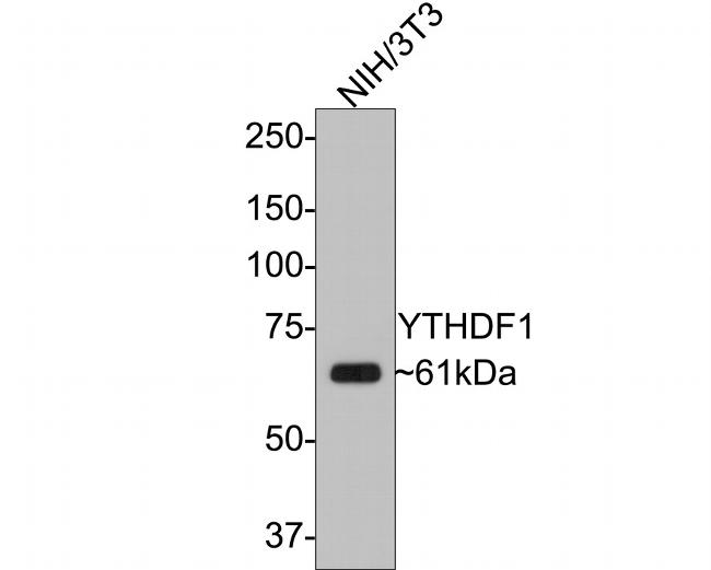 YTHDF1 Antibody in Western Blot (WB)