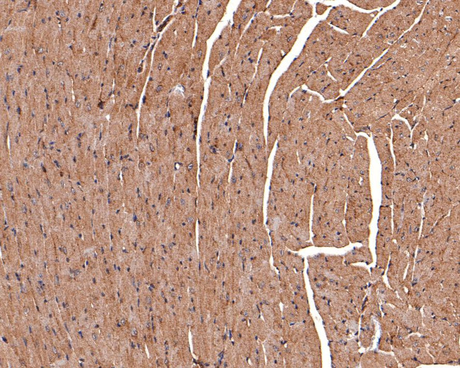 CNTFR Antibody in Immunohistochemistry (Paraffin) (IHC (P))