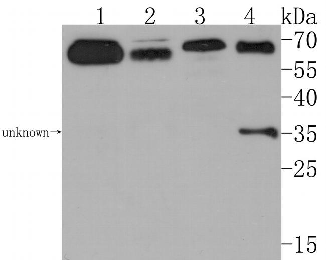 CNTFR Antibody in Western Blot (WB)