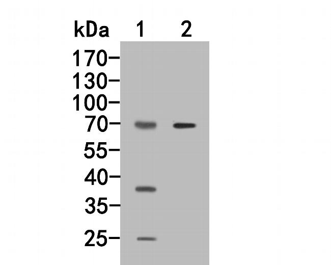 CD244 Antibody in Western Blot (WB)