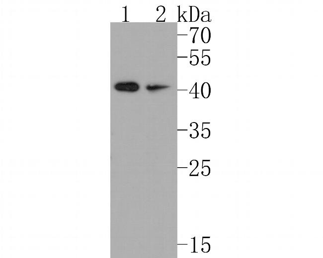 INHA Antibody in Western Blot (WB)