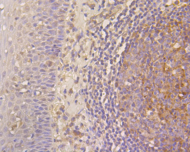 CD244 Antibody in Immunohistochemistry (Paraffin) (IHC (P))