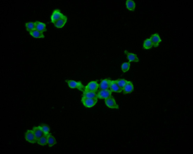 IL-28A Antibody in Immunocytochemistry (ICC/IF)