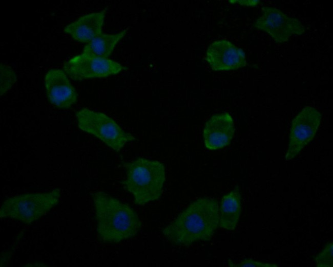 DDX3 Antibody in Immunocytochemistry (ICC/IF)