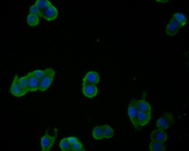 DDX3 Antibody in Immunocytochemistry (ICC/IF)